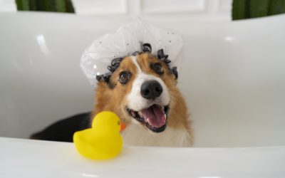 Higiene en mascotas